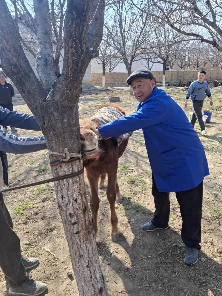 Айыл өкмөтүнүн аймагындагы мал жандыктарды эмдөө иштери кызуу жүрүүдө